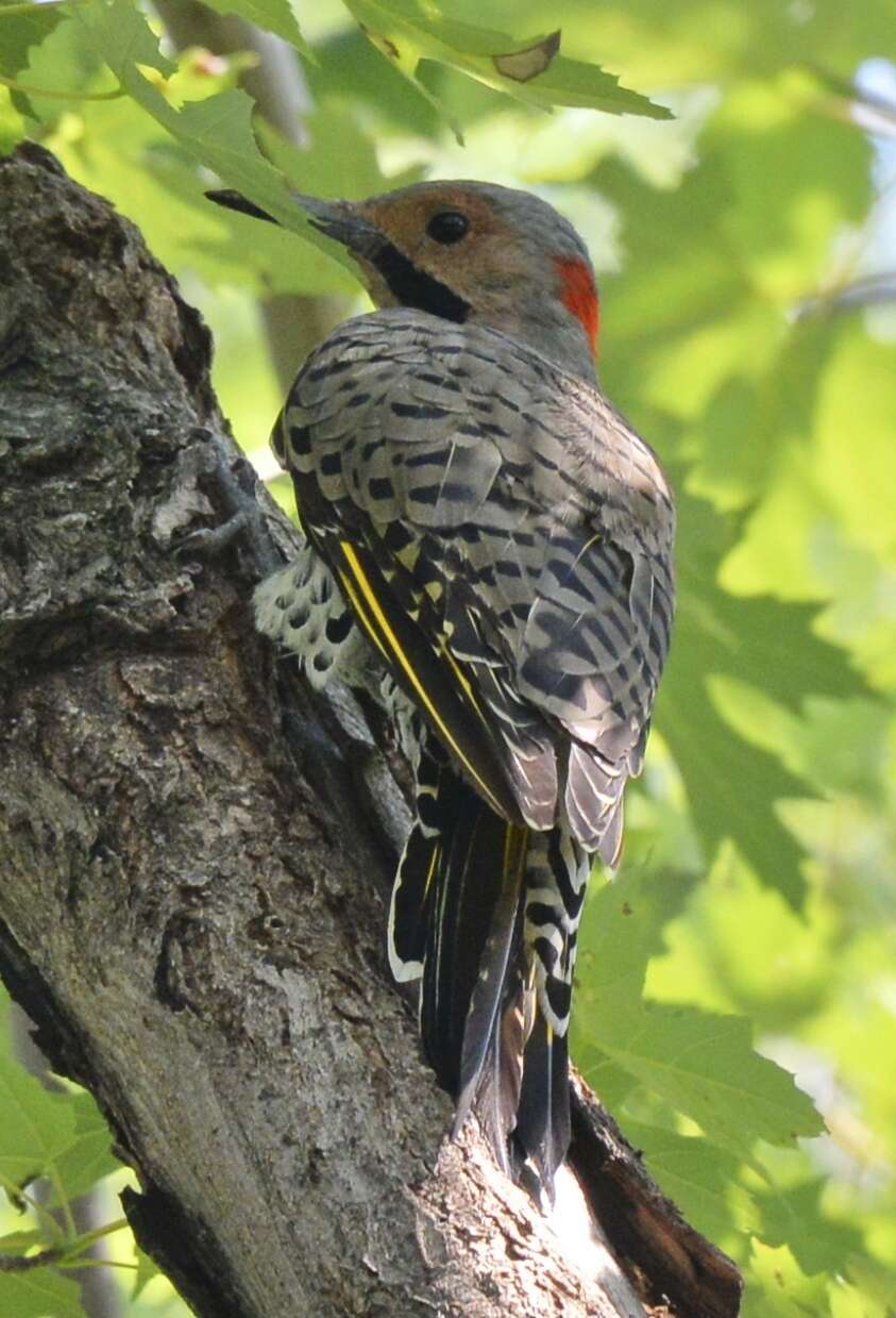 Image of Northern Flicker