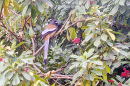 Image of Rufous Treepie