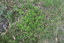 Image of Mulga fern