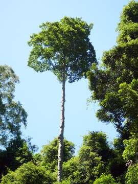 Image of Elaeocarpus obovatus G. Don