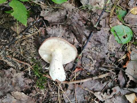 Image of Suillus granulatus (L.) Roussel 1796