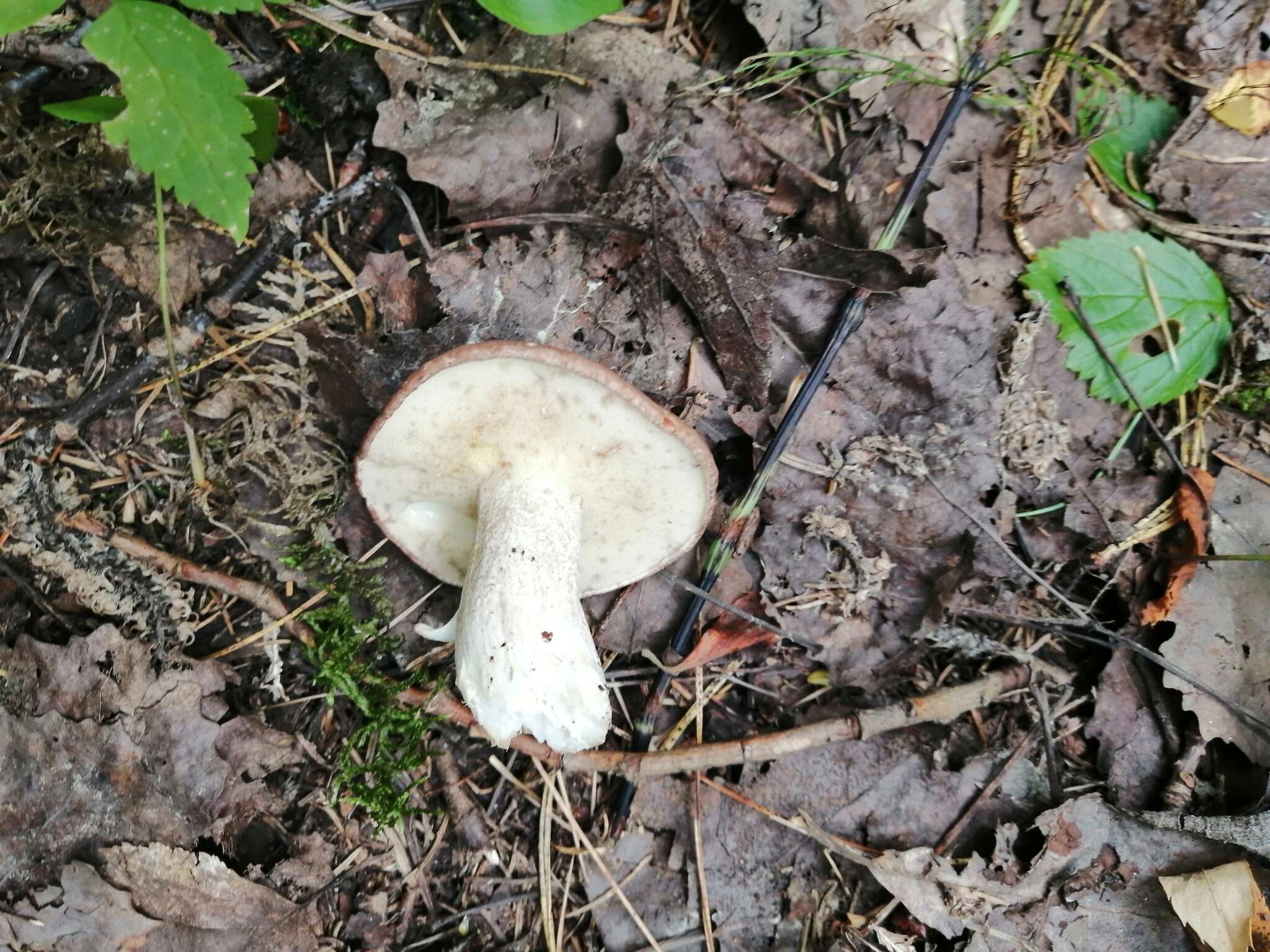 Image of Suillus granulatus (L.) Roussel 1796