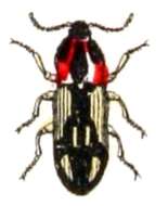 Image of Aeoloderma