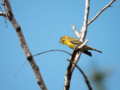 Image of serin, european serin