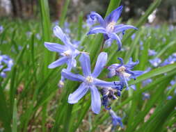 Image de Scilla luciliae (Boiss.) Speta