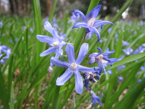 Image de Scilla luciliae (Boiss.) Speta