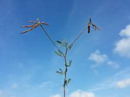 Image of Narrow-leaved Bird's-foot-trefoil