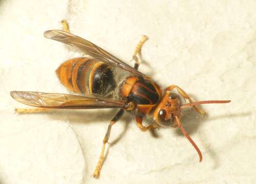 Image of Asian hornet