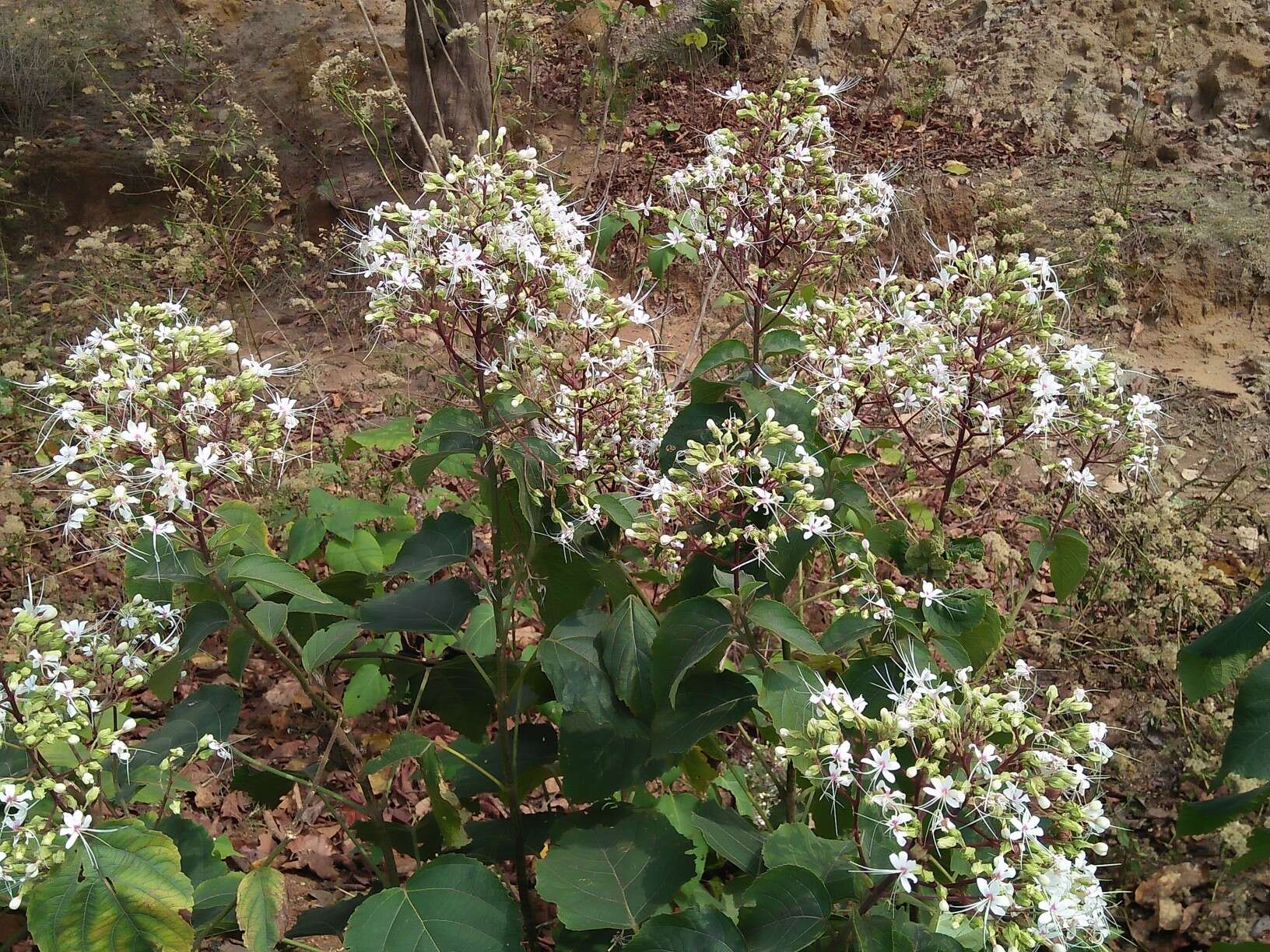 Image of Clerodendrum infortunatum L.