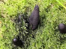 Imagem de Xylaria polymorpha (Pers.) Grev. 1824