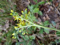 Слика од Petrosedum rupestre (L.) P. Heath