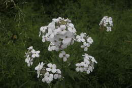 Imagem de Hesperis matronalis L.