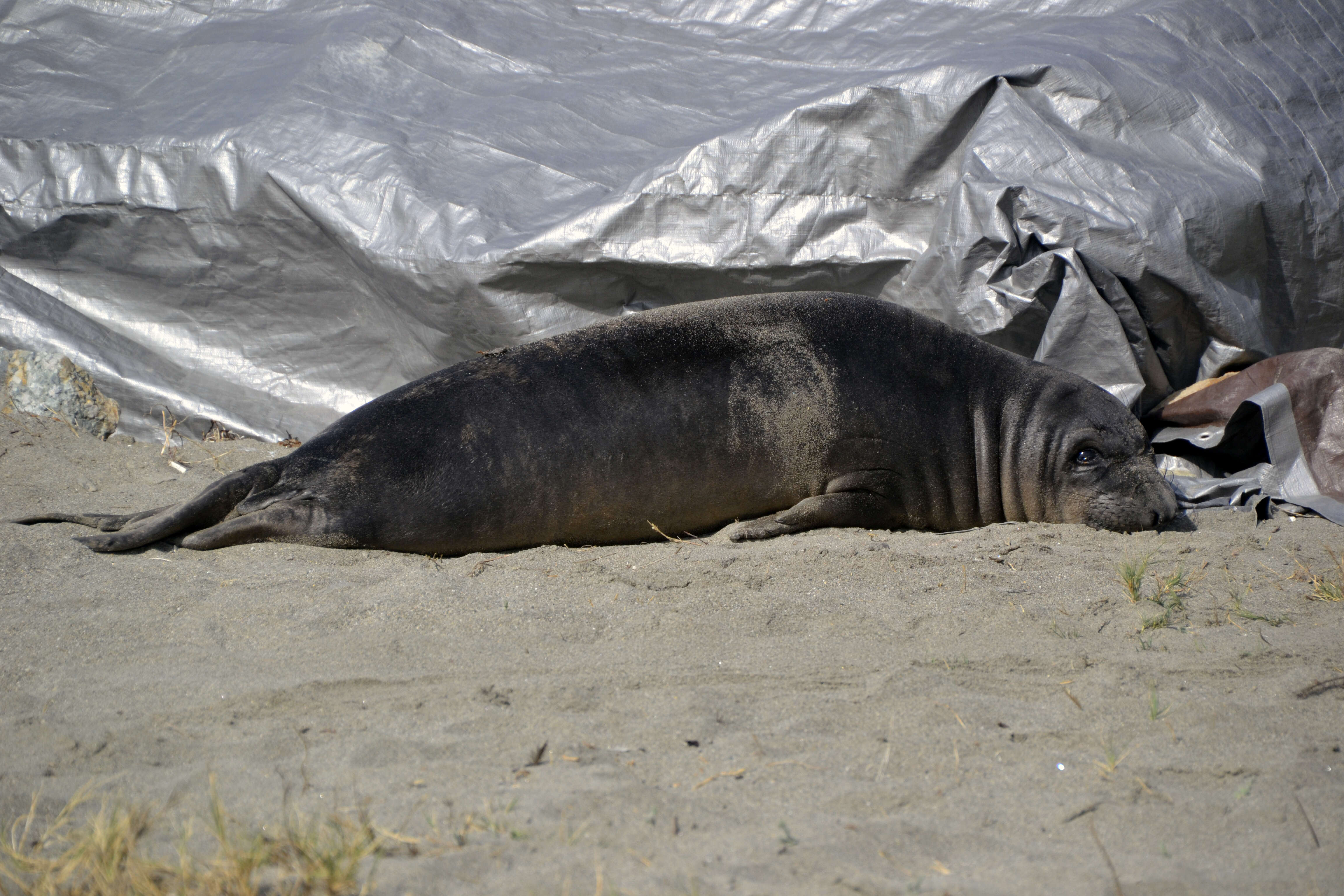 Image de Éléphant de mer du nord