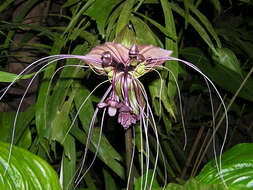 Image of black bat flower