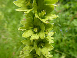 Imagem de Veratrum lobelianum Bernh.