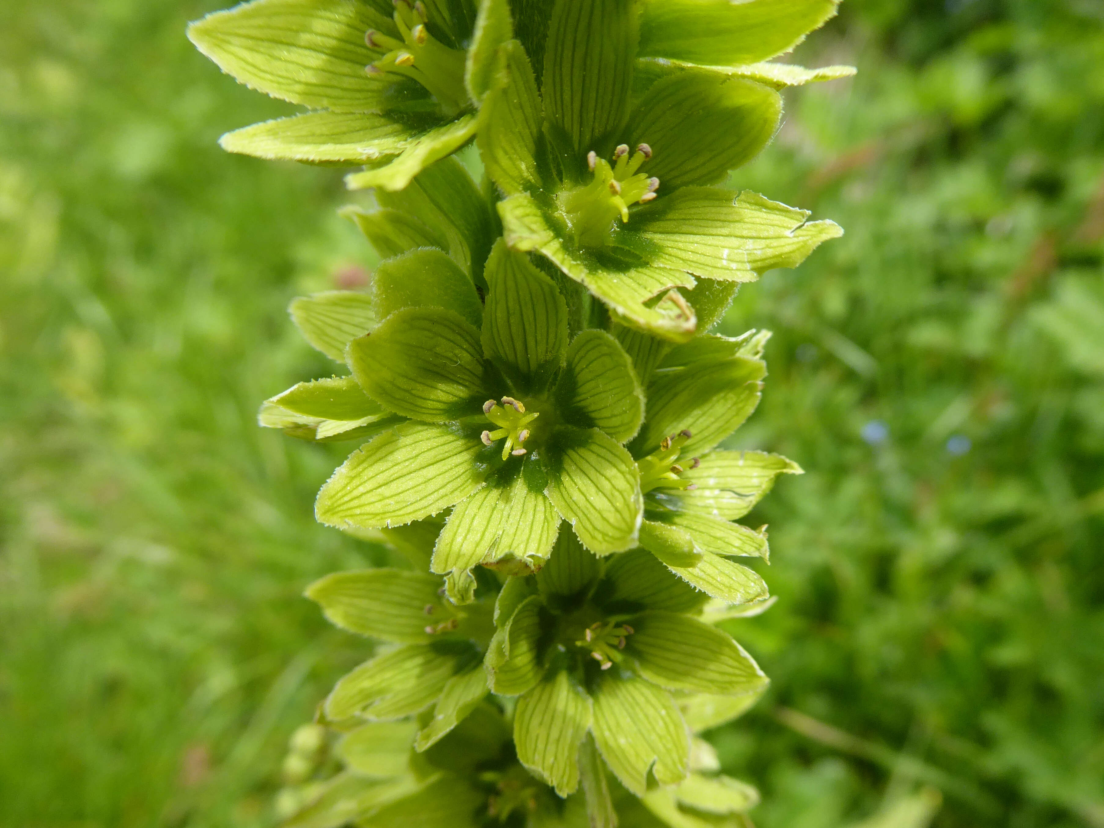 Image of White Hellebore