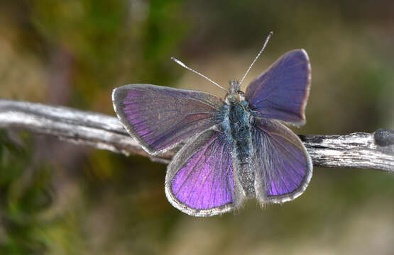 Image of Erina acasta (Cox 1873)