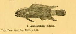 Image of Acanthoplesiops
