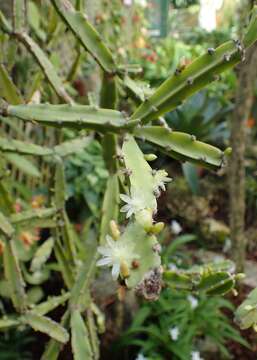 Image of Rhipsalis cereoides (Backeb. & Voll) Backeb.