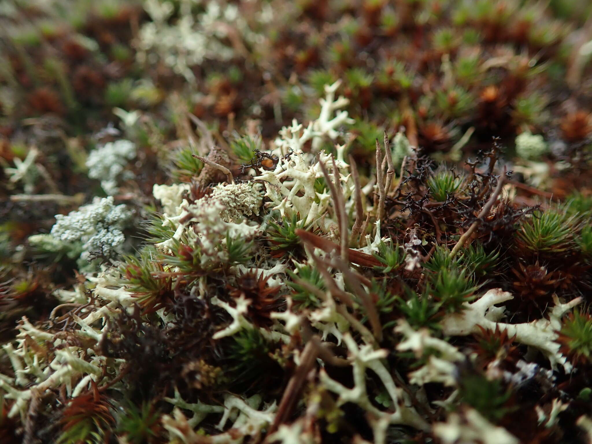 Image of Thorn cladonia