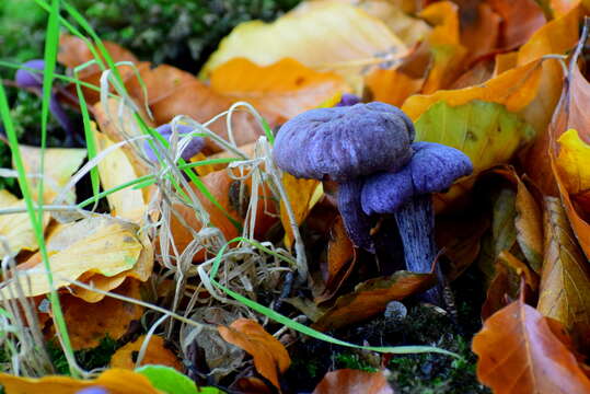 Image of Laccaria amethystina Cooke 1884