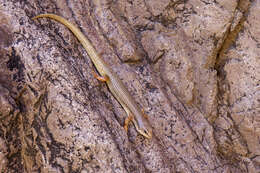 Image of Great Plains skink