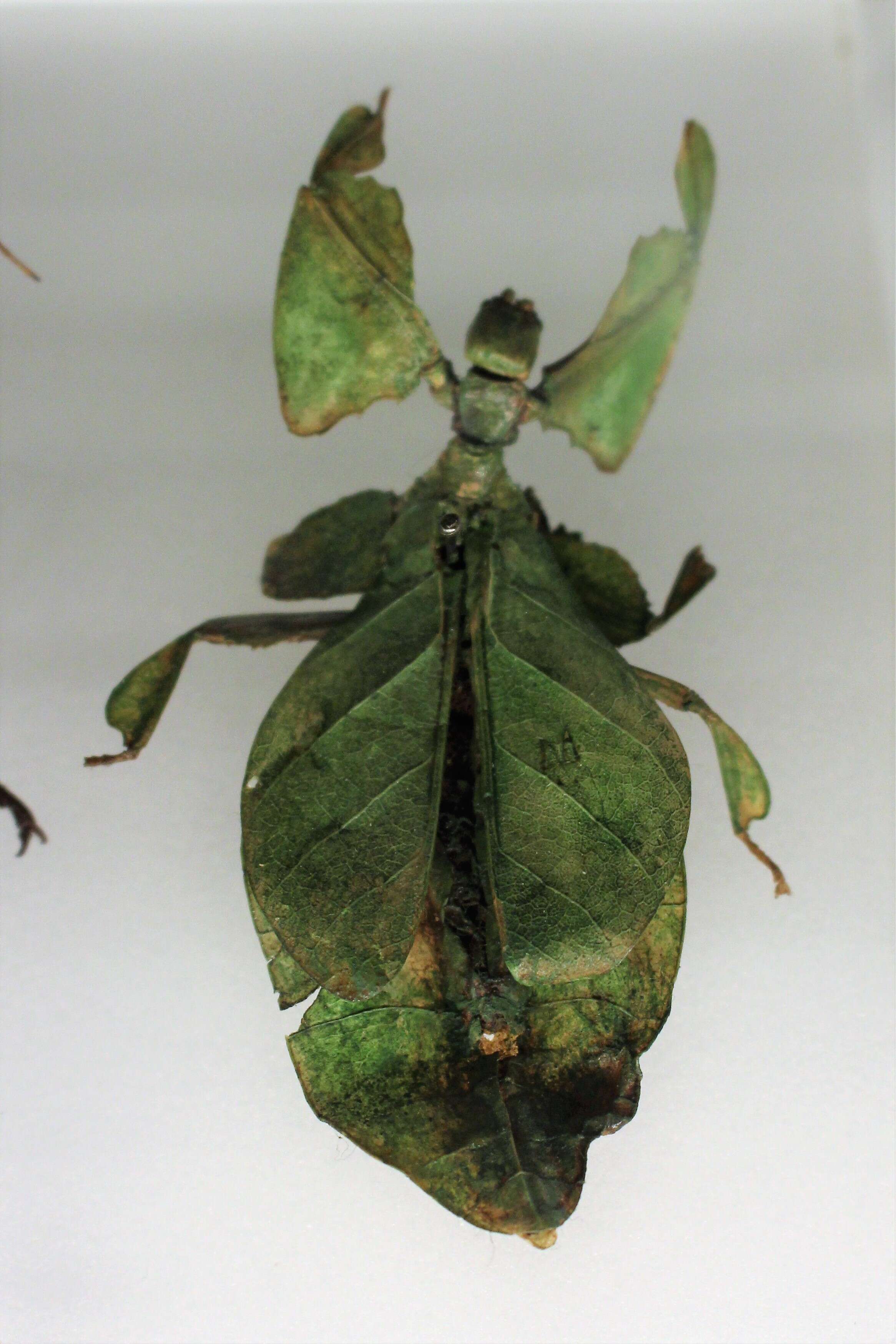 Image of Phyllioidea