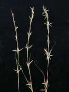 صورة Cymbopogon refractus (R. Br.) A. Camus