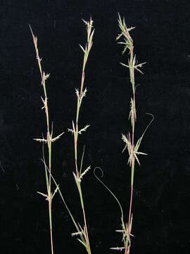 صورة Cymbopogon refractus (R. Br.) A. Camus