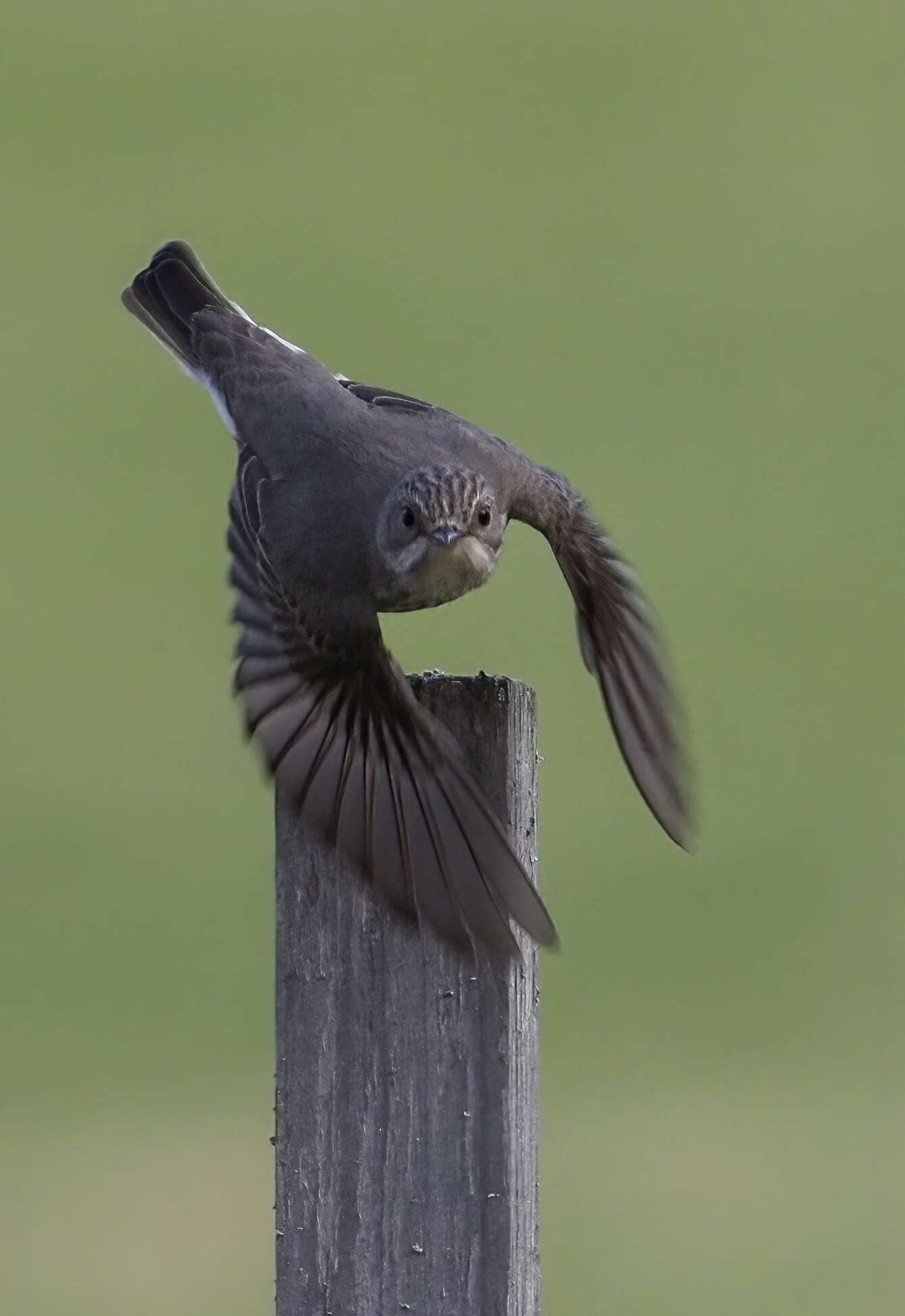 Image of Spotted Flycatcher