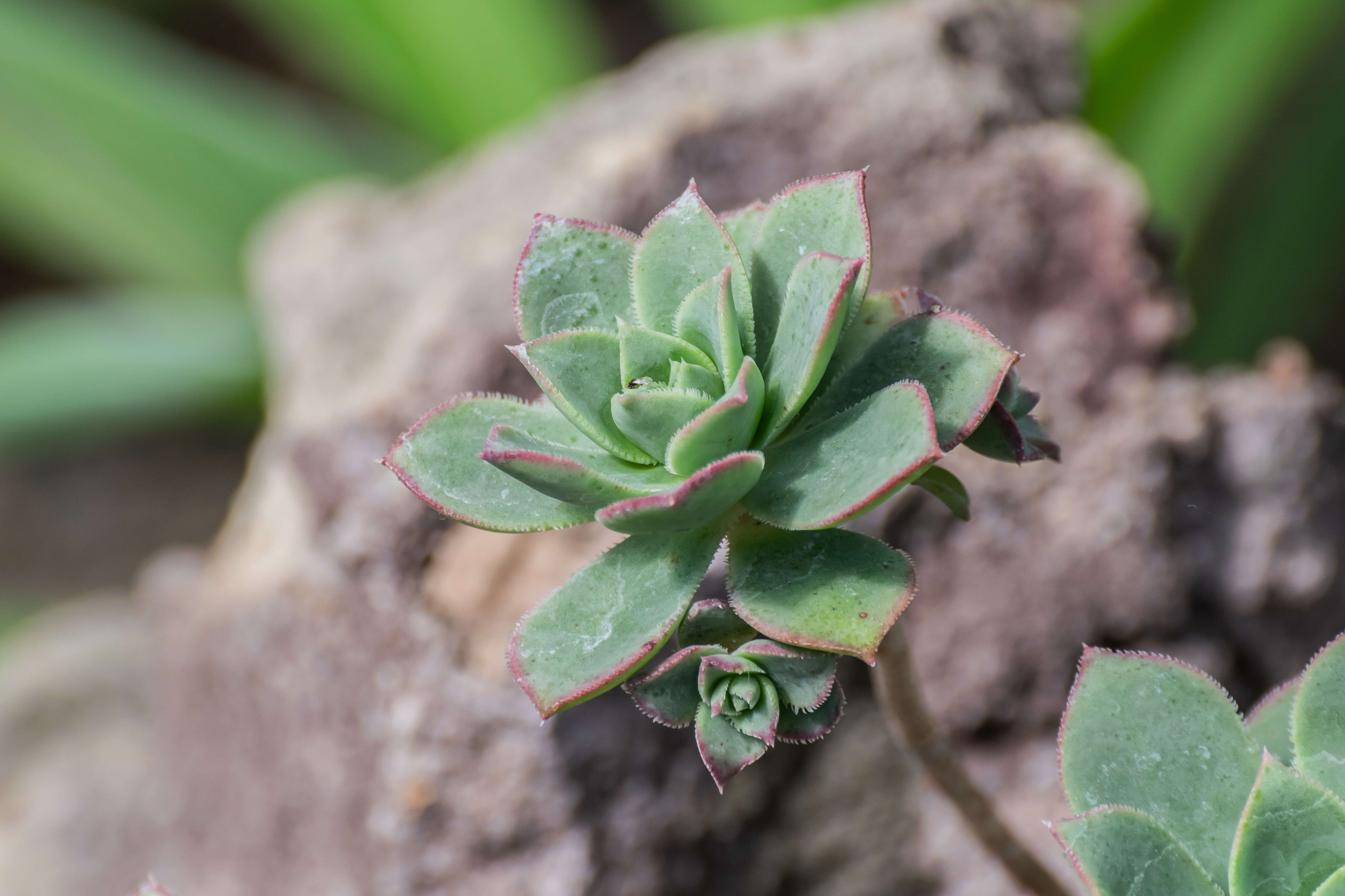 Image de Aeonium haworthii Salm-Dyck ex Webb & Berth.