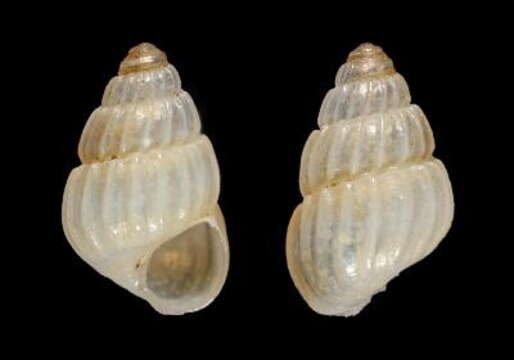 Image of Rissoa olangoensis Poppe, Tagaro & Stahlschmidt 2015