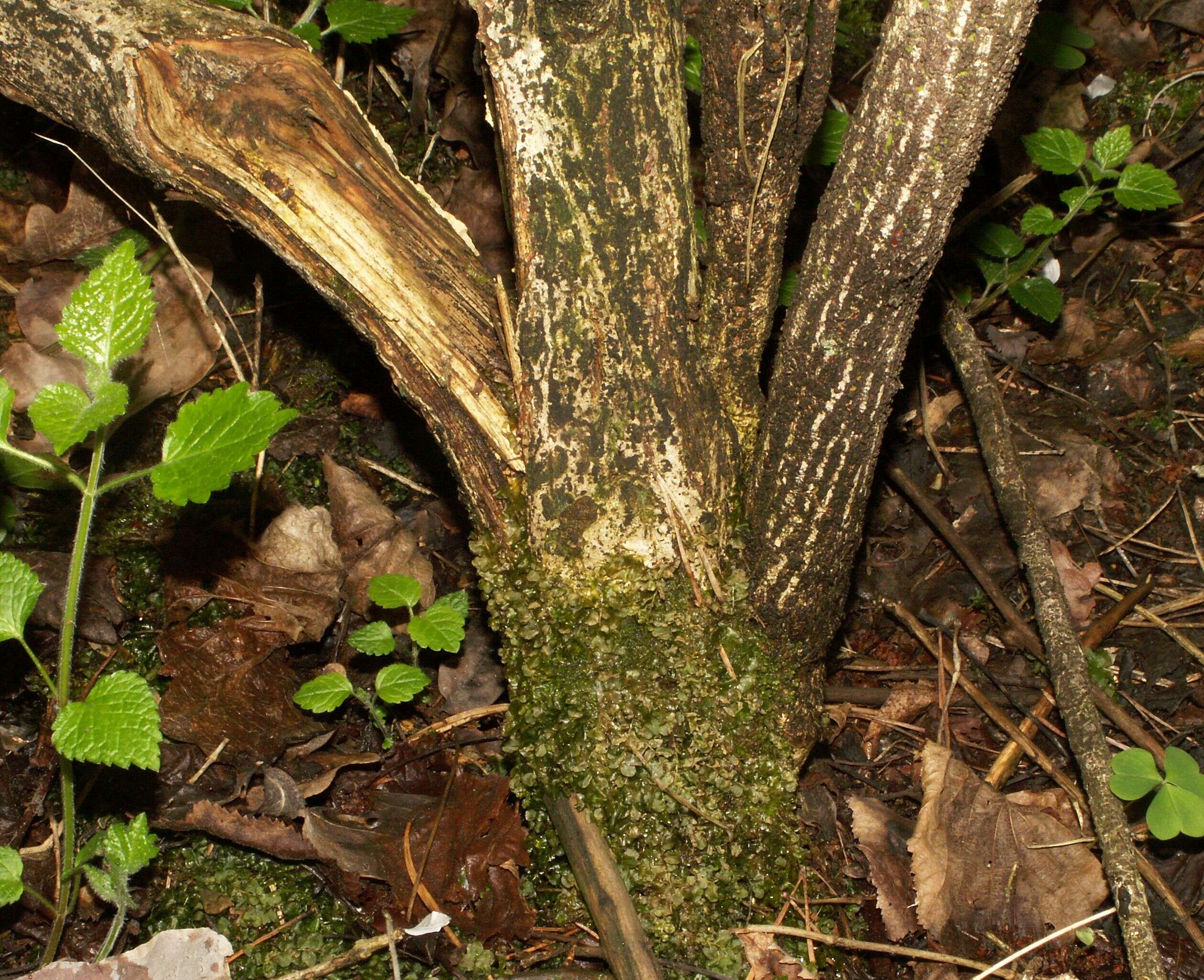 Image of Euonymus verrucosus Scop.