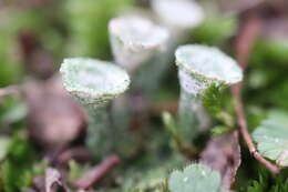 Image of cup lichen