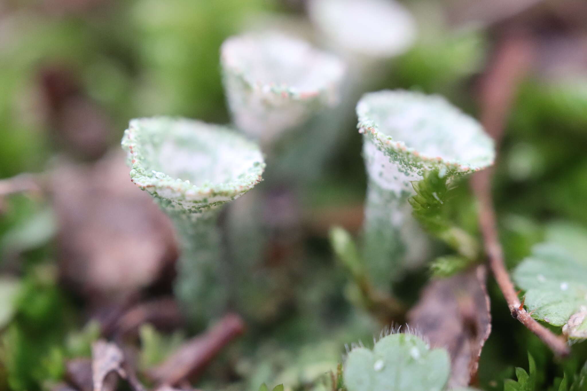 Image of cup lichen