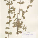 Image of Hypericum conjungens N. Robson