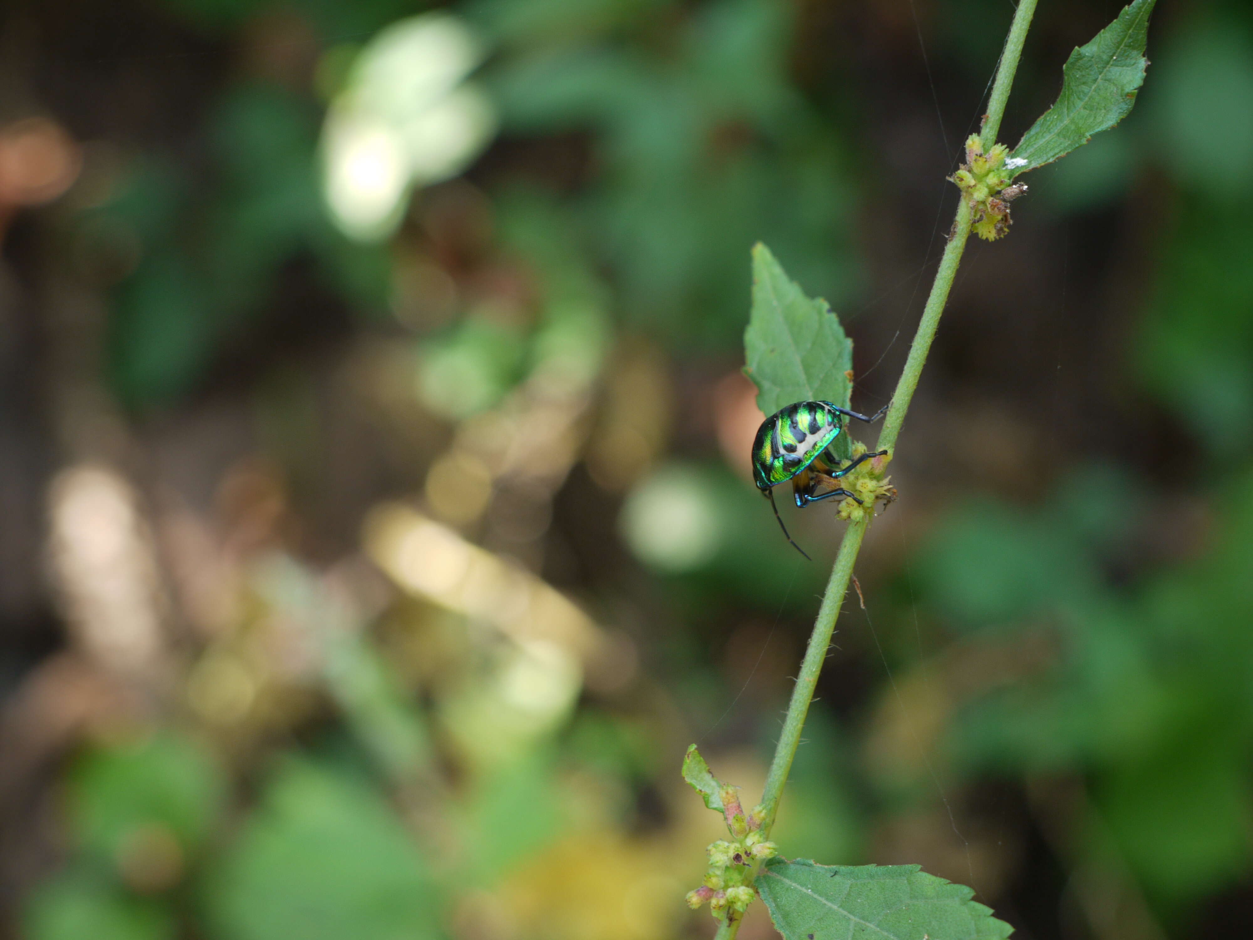 Image of Chrysocoris