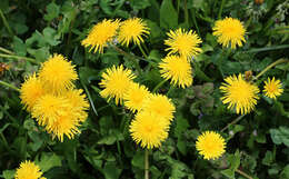 Image of Common Dandelion