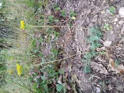 Image of Petrosedum rupestre (L.) P. Heath