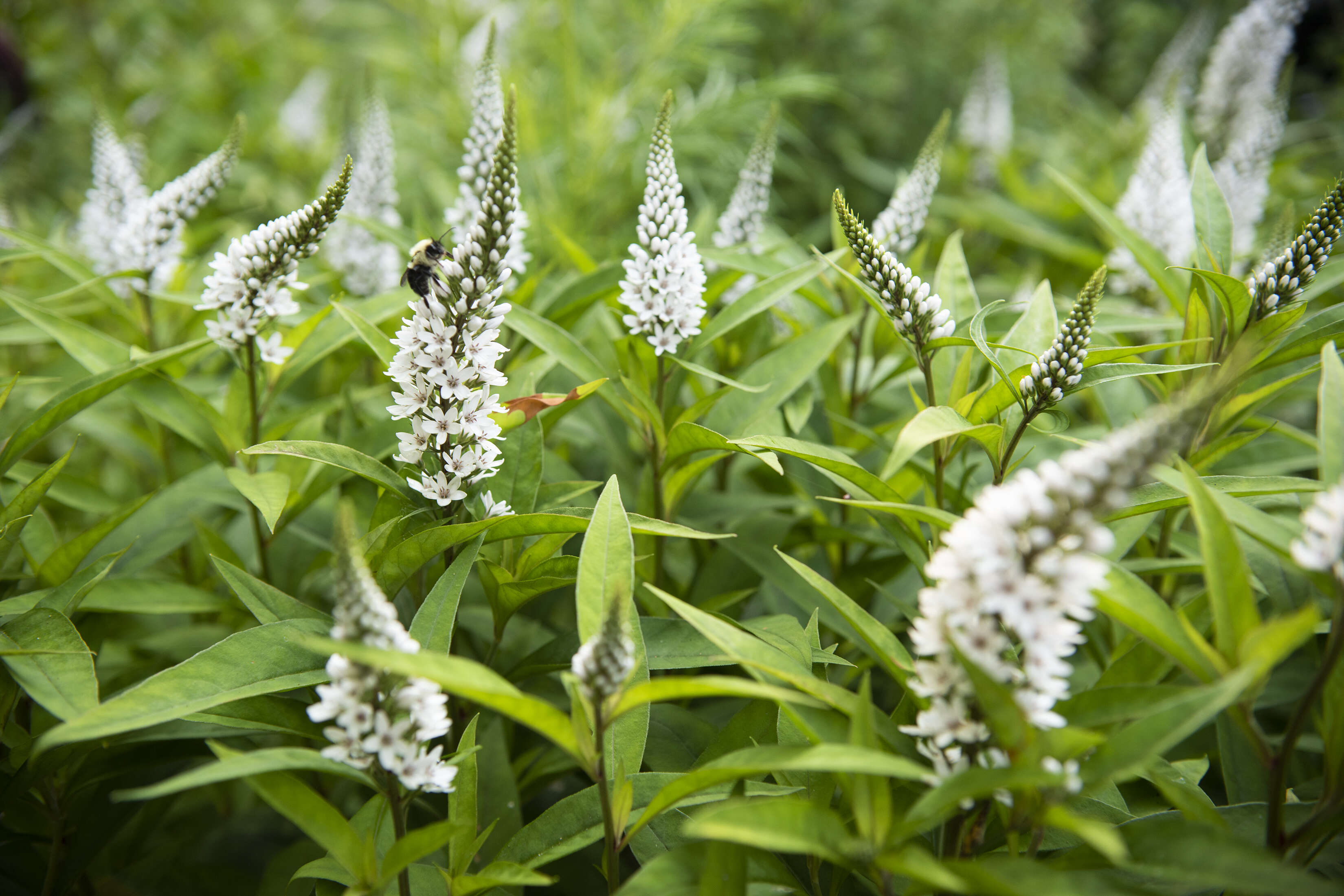 Image of gooseneck yellow loosestrife