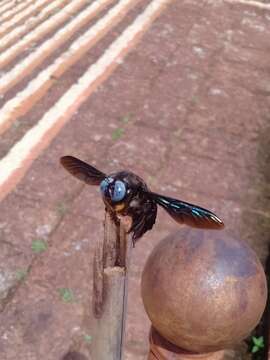 Image of large carpenter bee