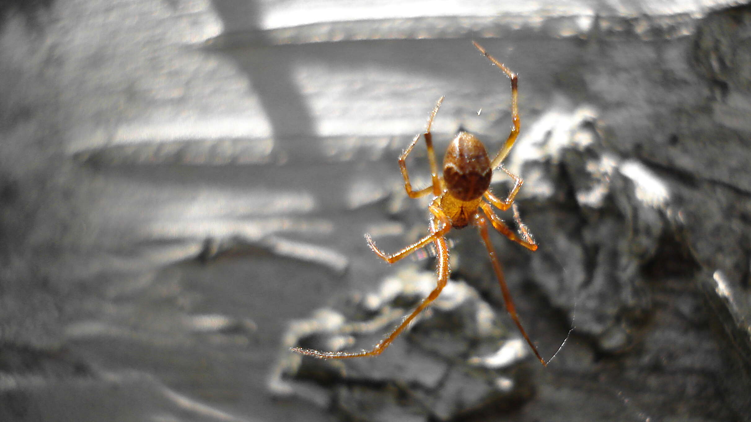 Image of Parasteatoda