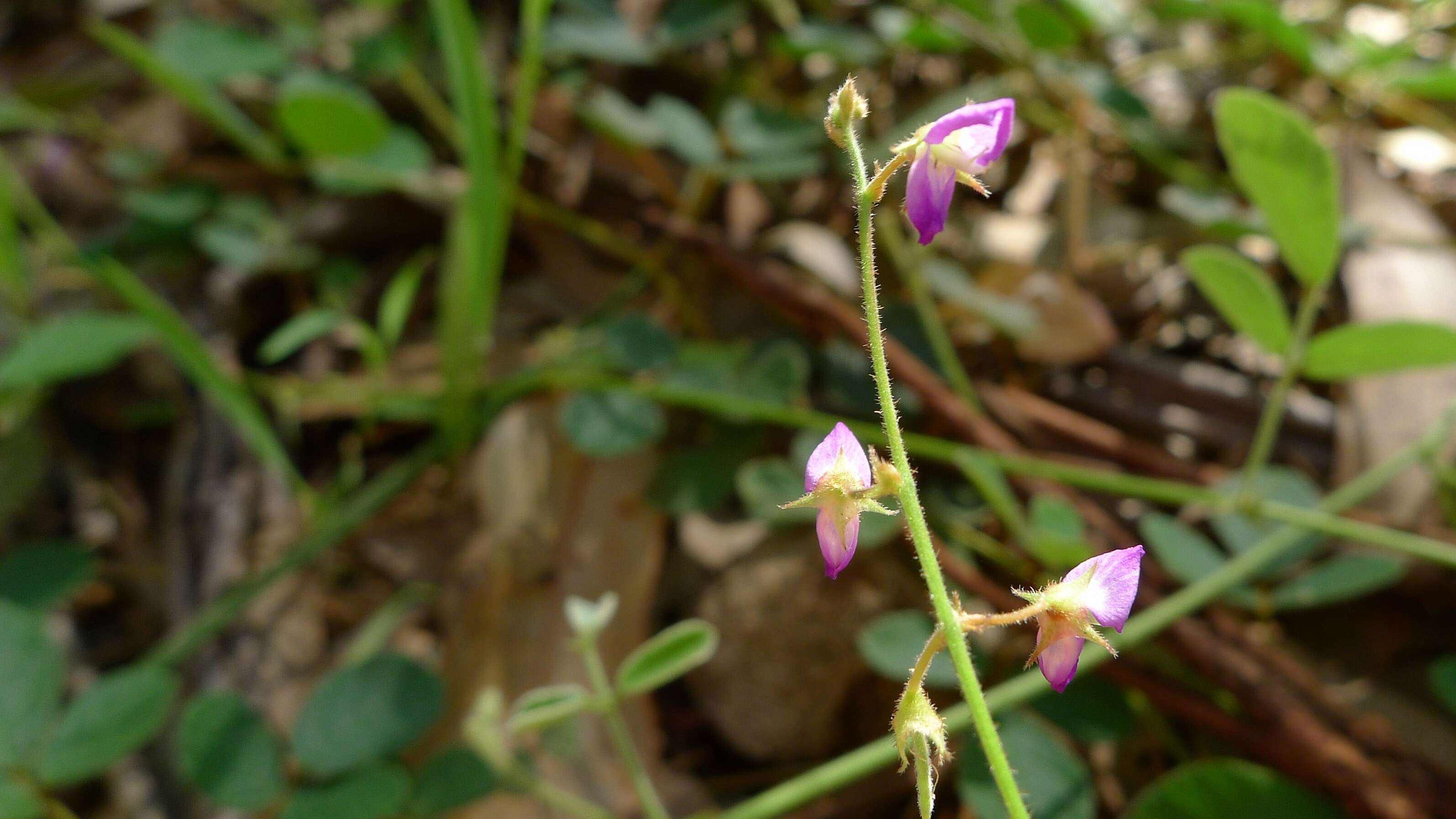 صورة Desmodium rhytidophyllum Benth.