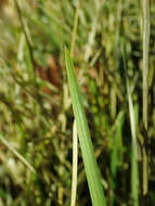 Image of autumn moor grass