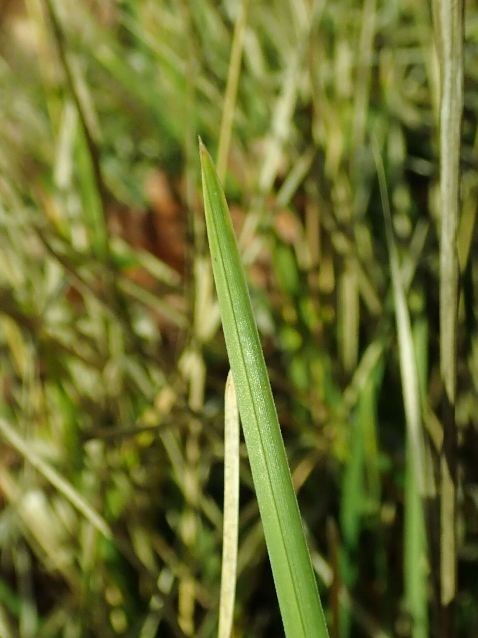 Image of autumn moor grass