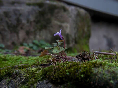 Image of Ivy-leaved Toadflax