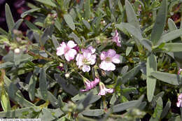 Image of creeping baby's-breath