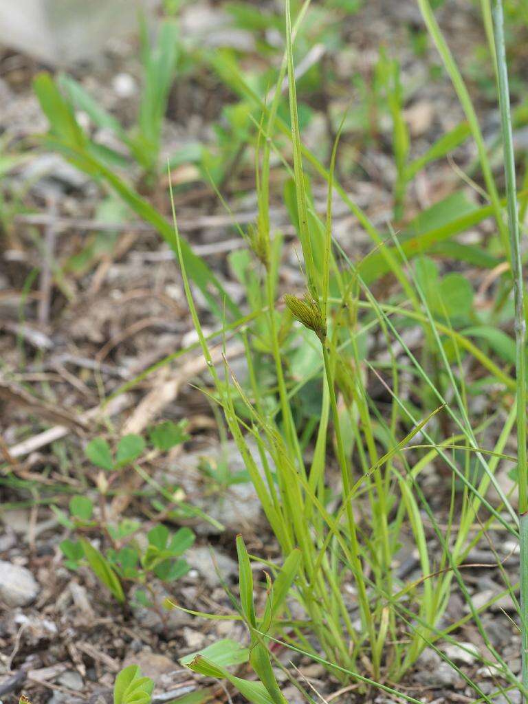 Image of Bohemian Sedge