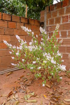 Image of Ginger Bush