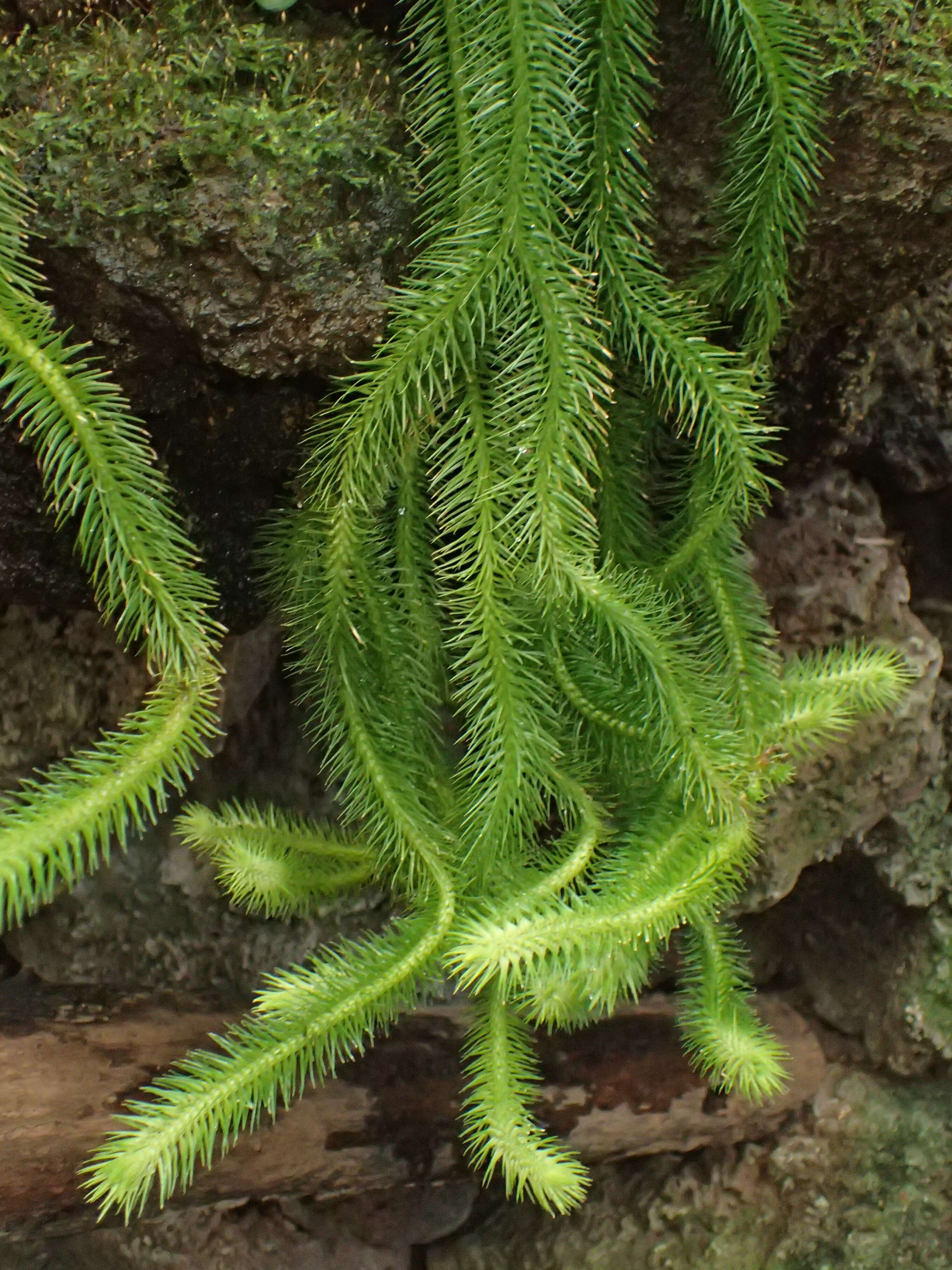 Image of rock tassel fern